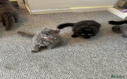 Persian cats for sale: Persian kittnes for sale London  - Advert 8