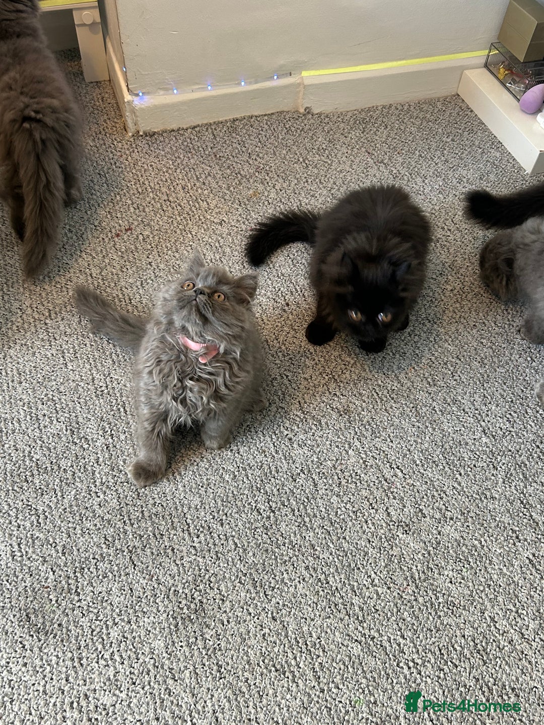 Persian cats for sale: Persian kittnes for sale London  - Advert 8