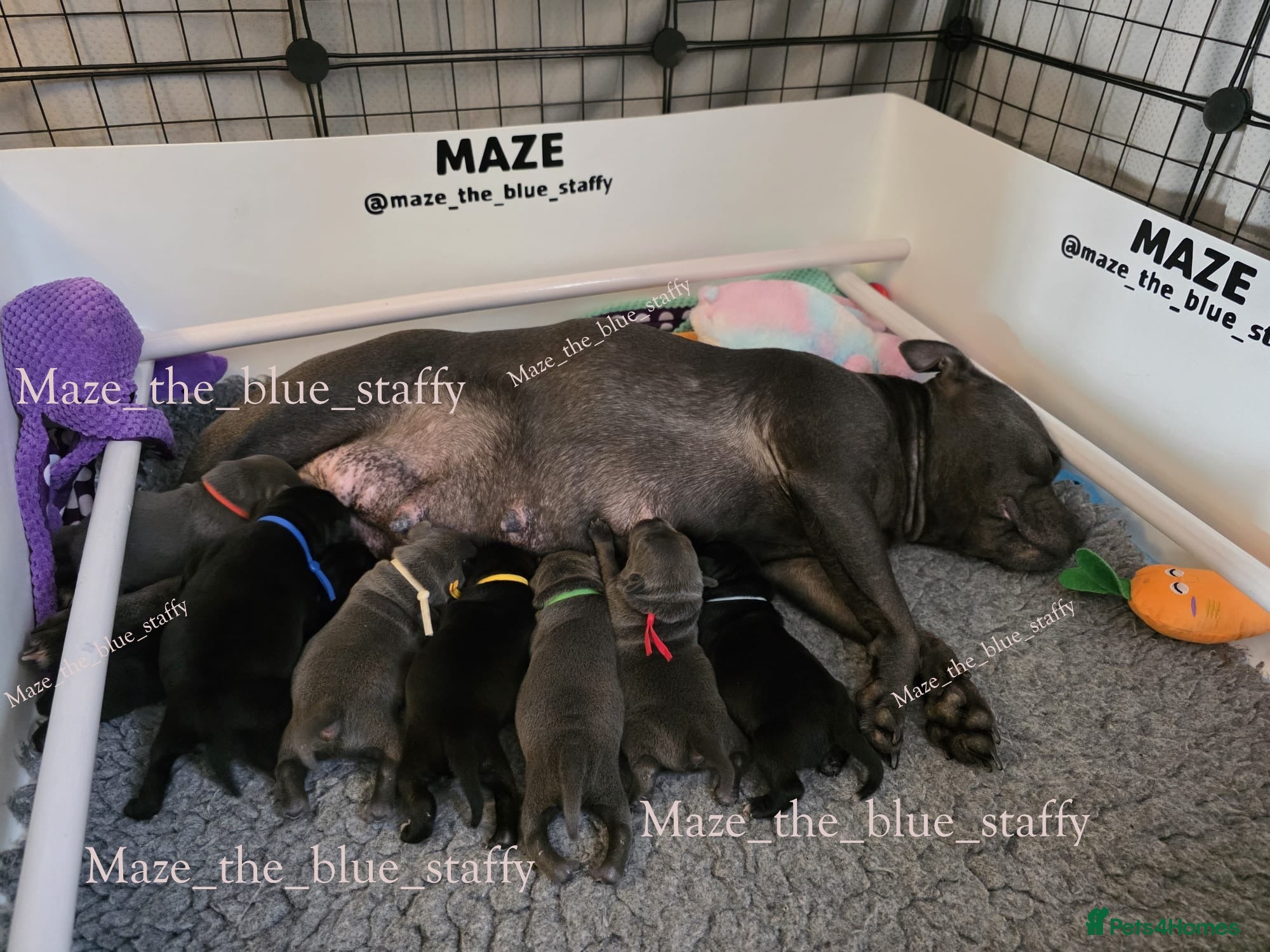 Staffordshire Bull Terrier dogs Pinnacle Blue & Black Staffy Puppies - Advert 1