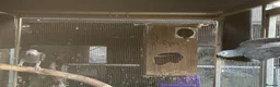 Parrots birds for sale: African Grey - Advert 4