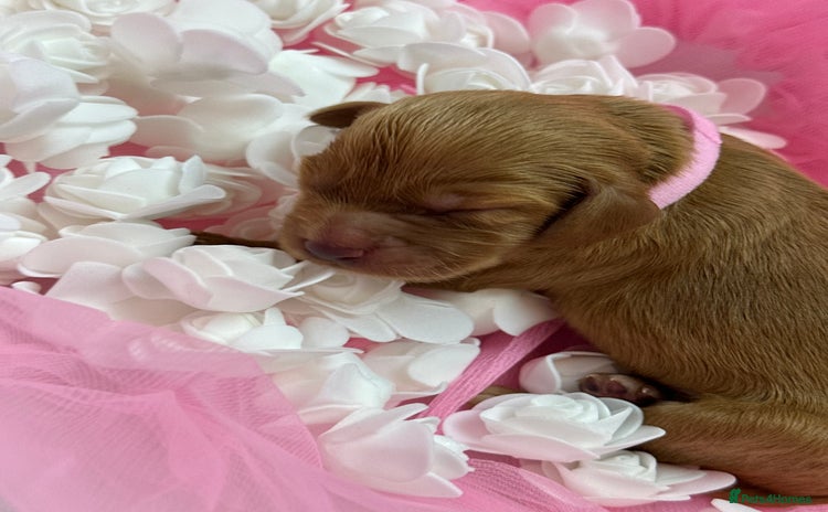 Cocker Spaniel dogs - Advert 7