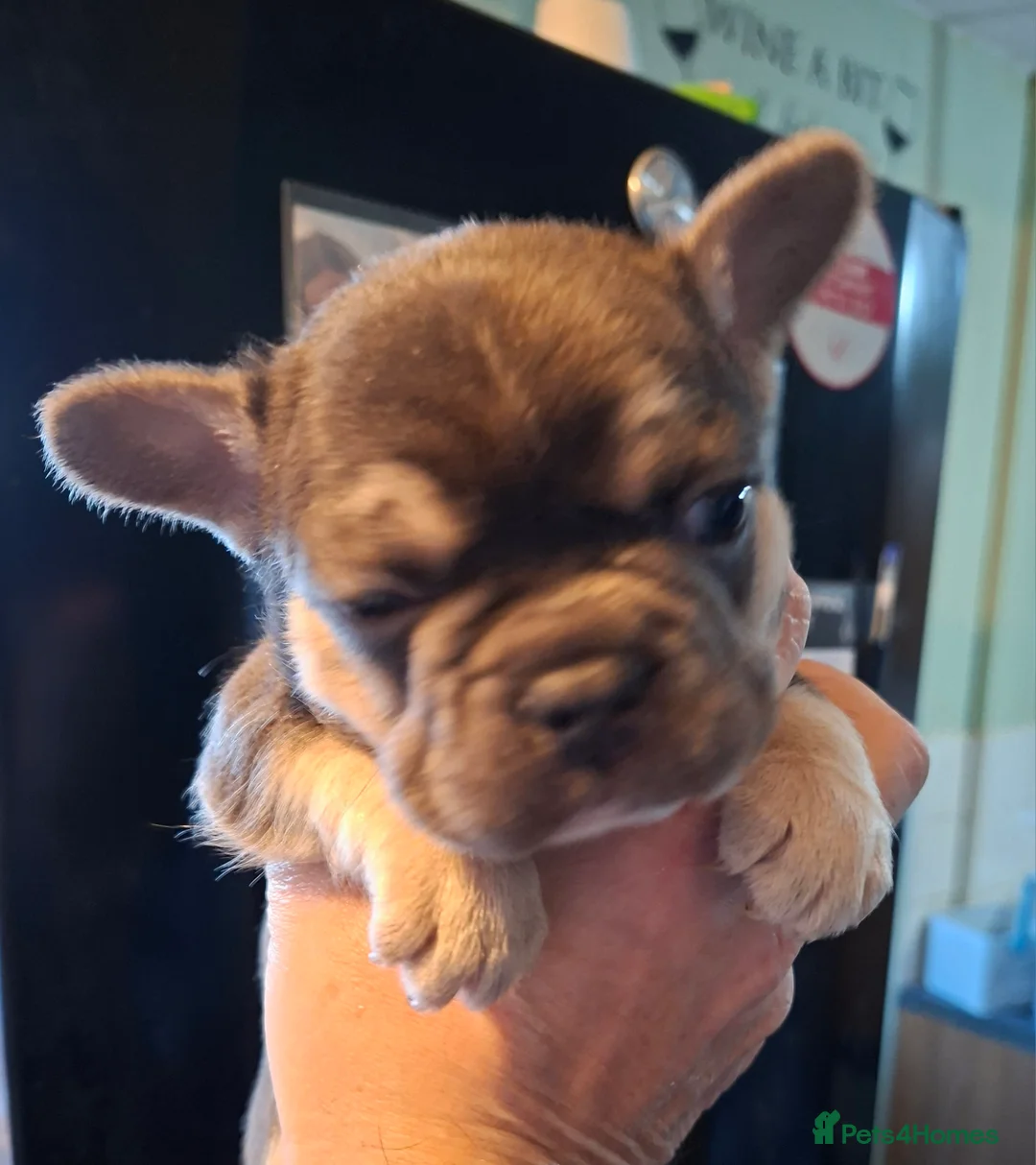 French Bulldog dogs for sale: 5 french bulldog  fluffy - Advert 14