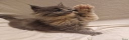 Maine Coon cats for stud: GCCF & Tica Registered Cream Smoke Maine Coon in Spalding - Advert 6