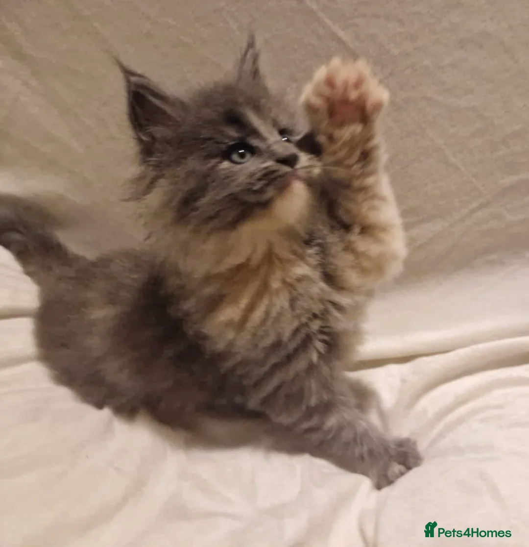 Maine Coon cats for stud: GCCF & Tica Registered Cream Smoke Maine Coon in Spalding - Advert 3