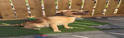 Labrador Retriever dogs for stud: Labrador stud (Proven) in Bedlington - Advert 2