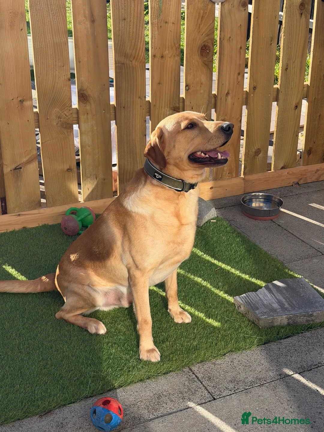 Labrador Retriever dogs for stud: Labrador stud (Proven) in Bedlington - Advert 2