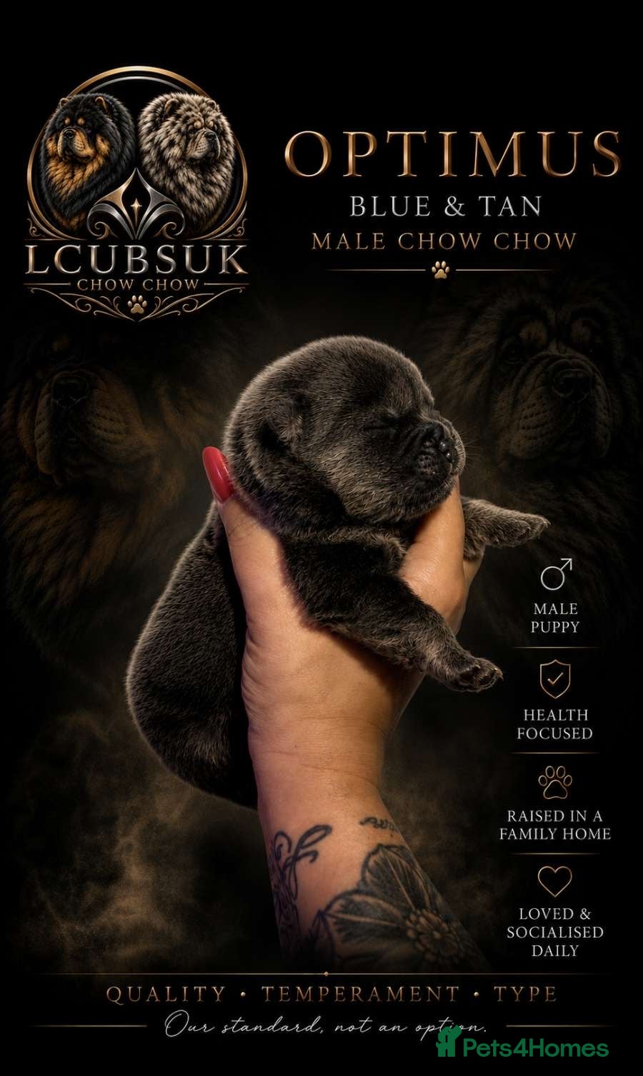 Chow Chow dogs TAN POINT CHOW CHOWS - Advert 2