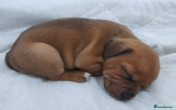 Staffordshire Bull Terrier dogs for sale: Blue Staffordshire Bull Terrier - Image 9