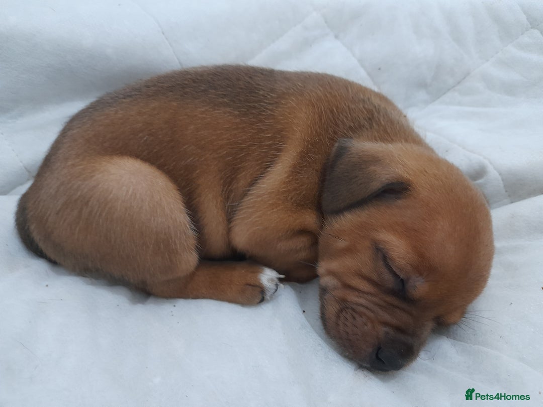 Staffordshire Bull Terrier dogs for sale: Blue Staffordshire Bull Terrier - Image 9