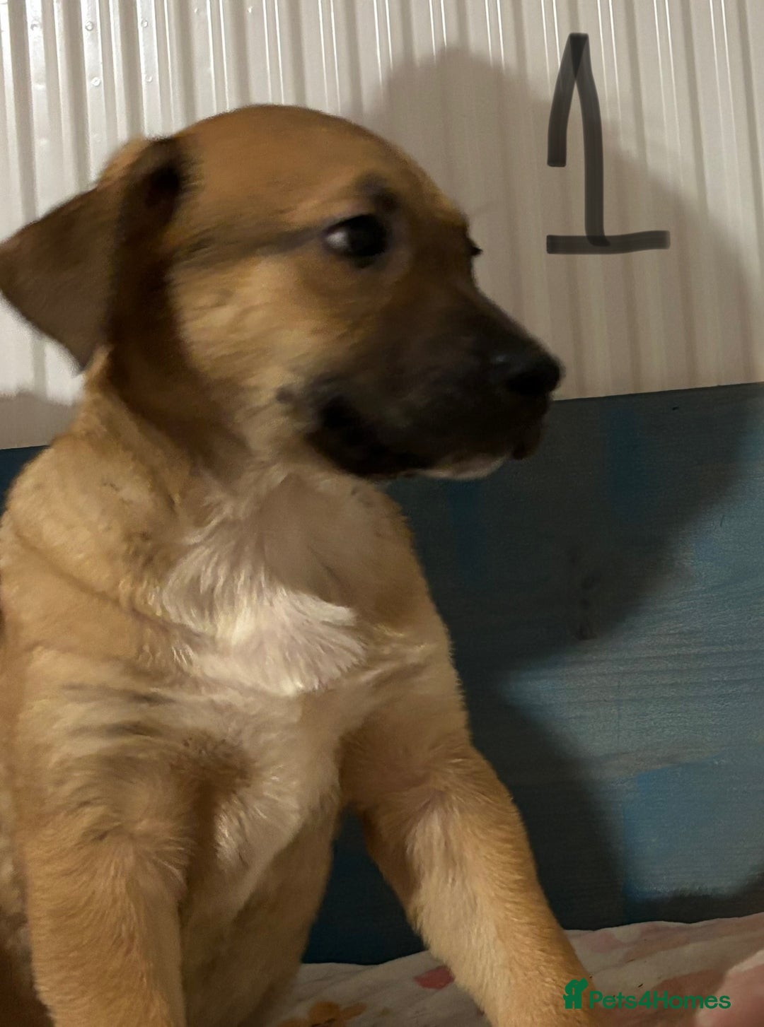 Mixed Breed dogs for sale: 8 week old German shepherd/ Labrador cross pups   - Image 3