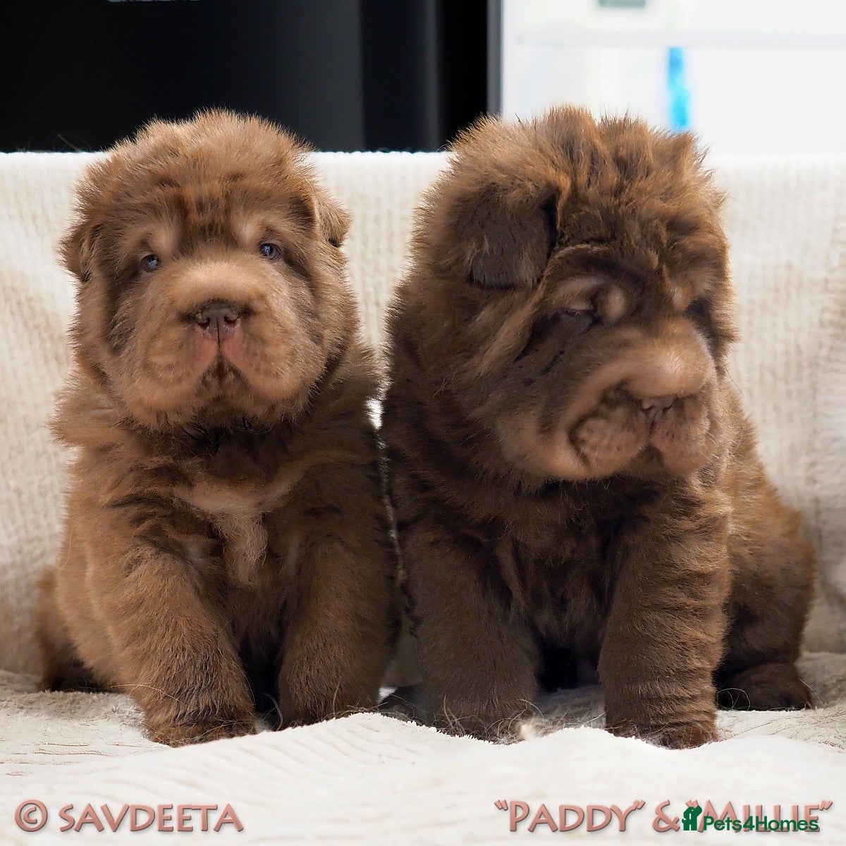 Shar Pei dogs Irresistible KC Reg Bear-coat Shar-Pei Puppies - Advert 2