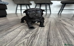 Staffordshire Bull Terrier dogs for sale: 🔥 Stunning Staffordshire Bull Terriers 🔥 - Image 19