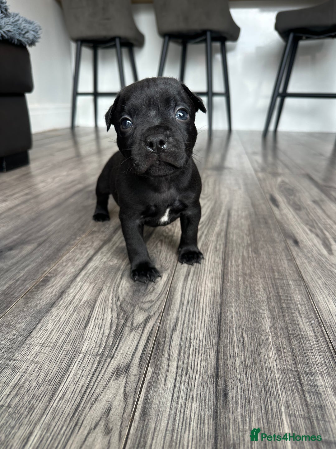 Staffordshire Bull Terrier dogs for sale: 🔥 Stunning Staffordshire Bull Terriers 🔥 - Image 19