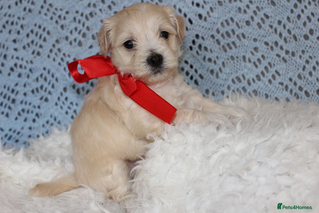 Maltipoo dogs for sale: F1 small Maltipoo puppies - Image 34
