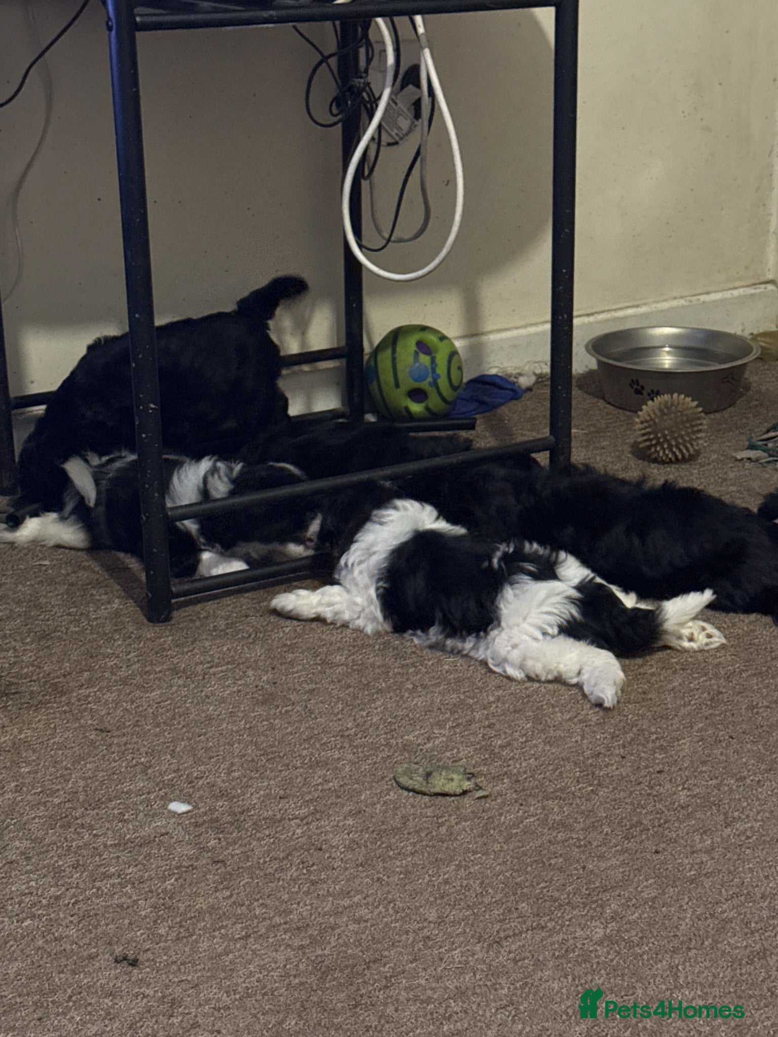 Mixed Breed dogs Springer-Poo puppies 11th August ready. - Advert 2