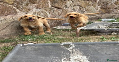 Labradoodle dogs - Advert 8