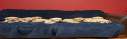 Labrador Retriever dogs for sale: Fetch labrador puppies - Advert 13