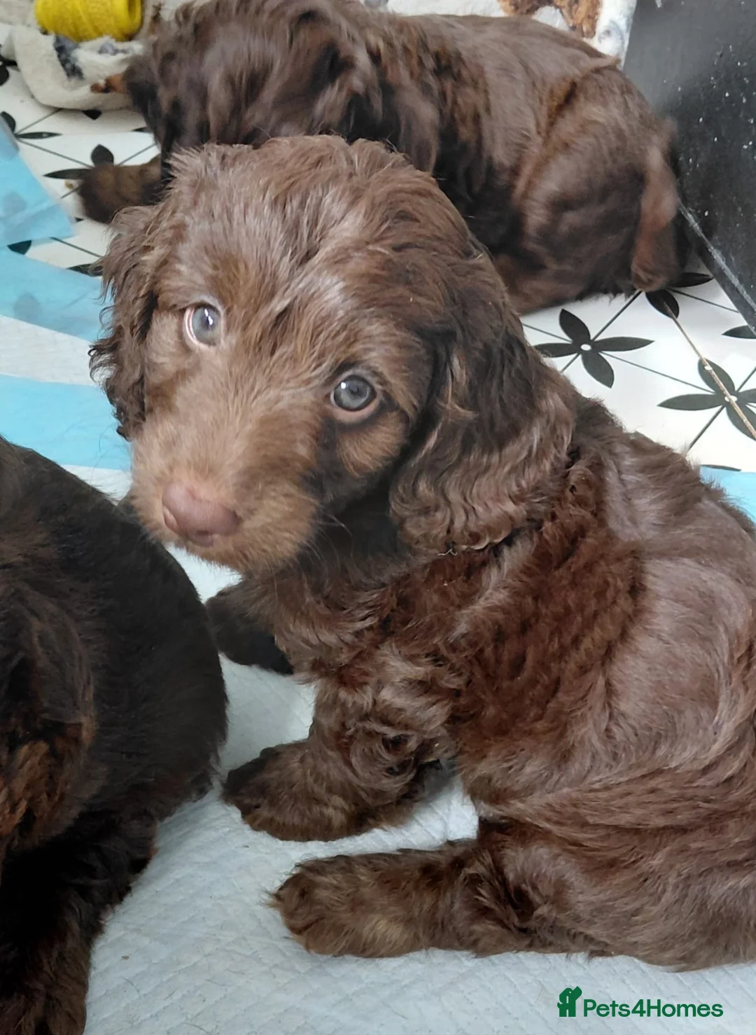Doxiepoo dogs for sale: Male doxiepoo pup  - Advert 2