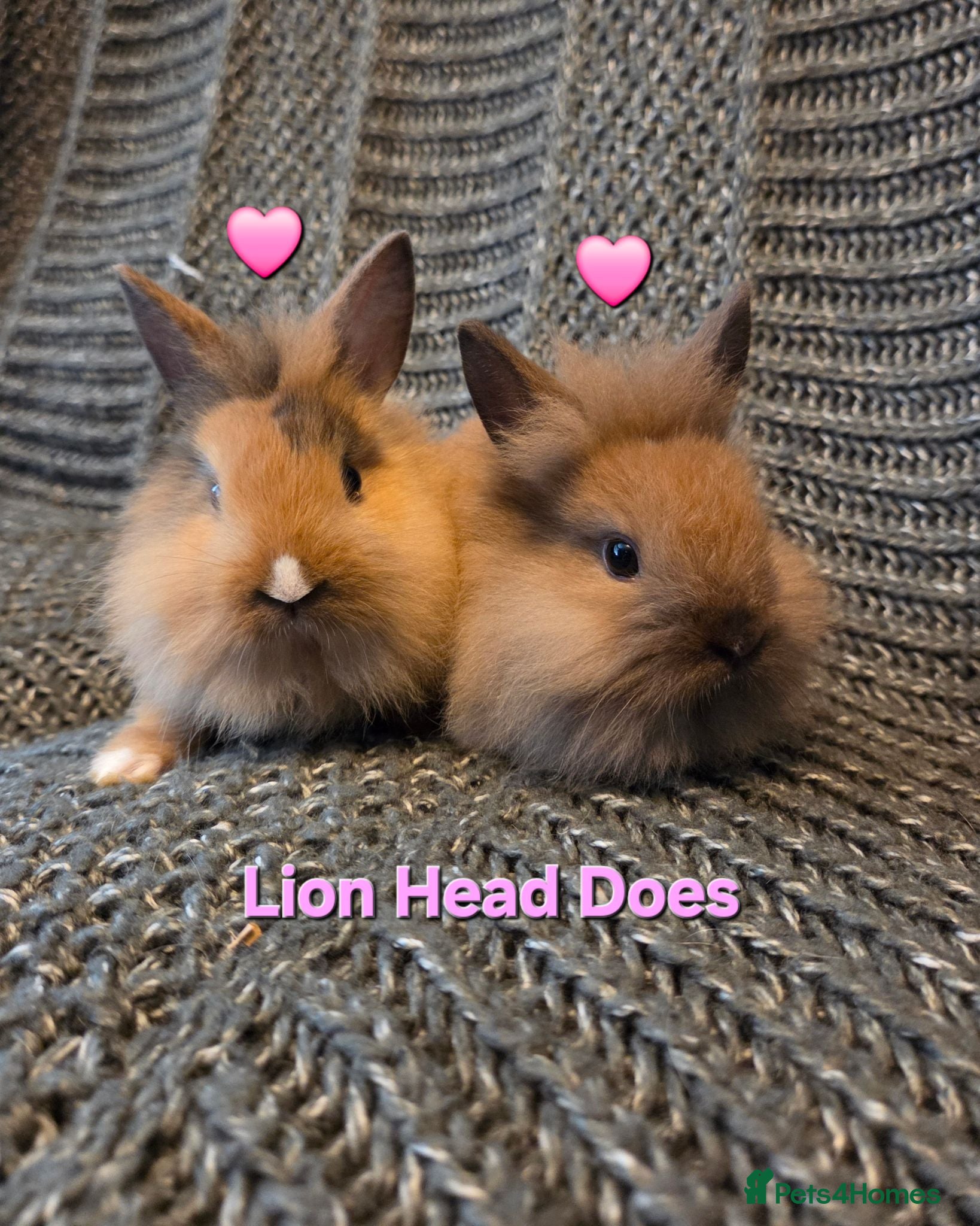 Lionhead rabbits Very tame 8wk girls 🩷🩷lion head baby bunnies  - Advert 1