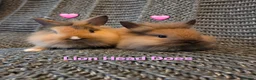 Lionhead rabbits for sale: Very tame 8wk girls 🩷🩷lion head baby bunnies  - Advert 1