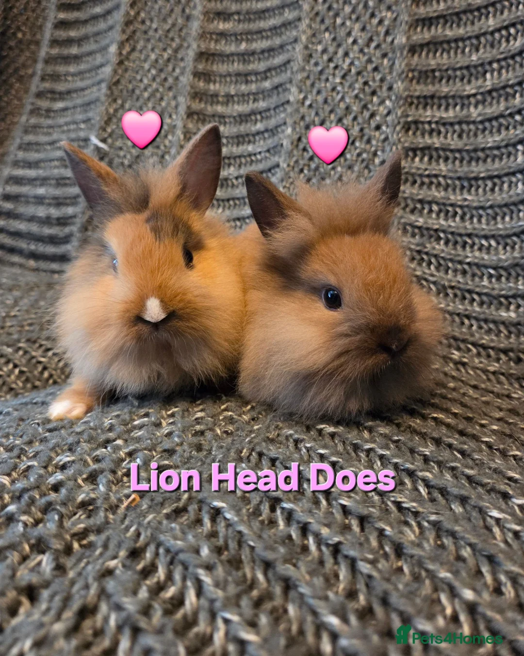Lionhead rabbits for sale: Very tame 8wk girls 🩷🩷lion head baby bunnies  - Advert 1
