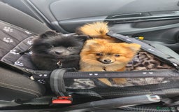 Pomeranian dogs for sale: 2 Pomeranian girls  - Image 2