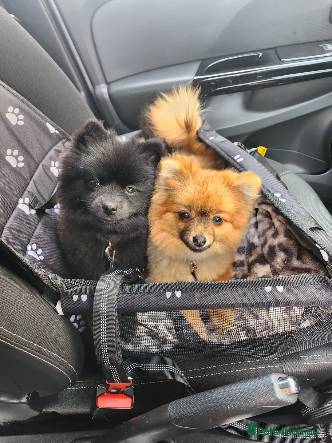 Pomeranian dogs for sale: 2 Pomeranian girls  - Image 2