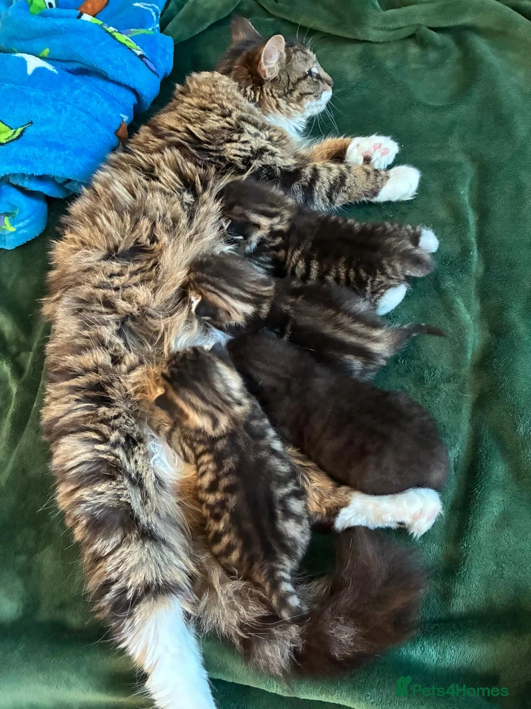 Mixed Breed cats for sale: Cute tabby & black kitttens - ready soon. in Watford - Advert 22