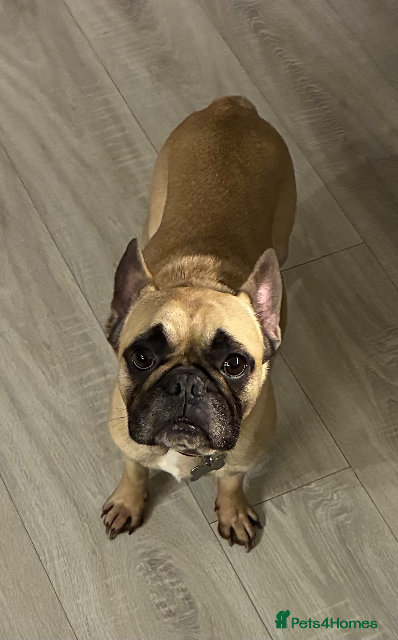 French Bulldog dogs 🐾 Home Needed for Rex 4yo French Bulldog 🐾 - Advert 1