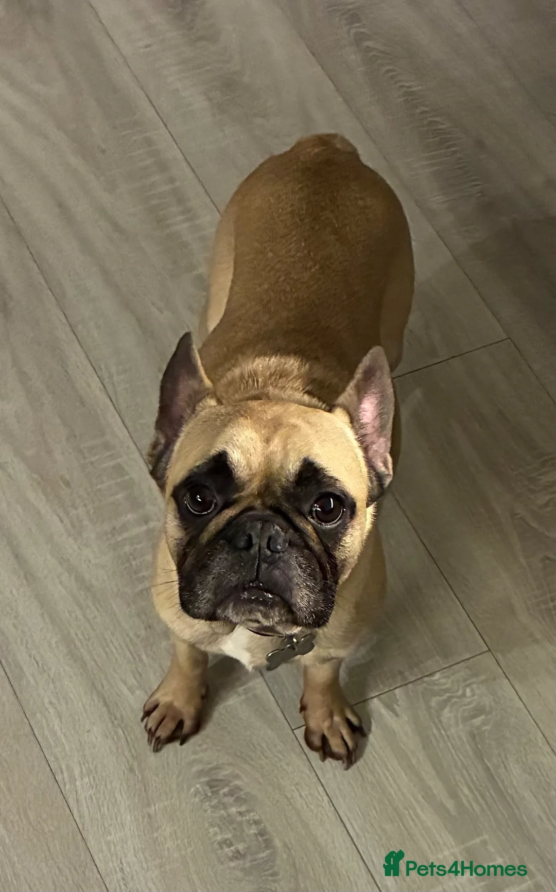 French Bulldog dogs for sale: 🐾 Home Needed for Rex 4yo French Bulldog 🐾 - Advert 1