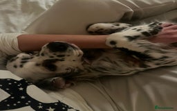 English Setter dogs for adoption: Ruby and Ellie - 2.5 years old | Female Setters - Image 21