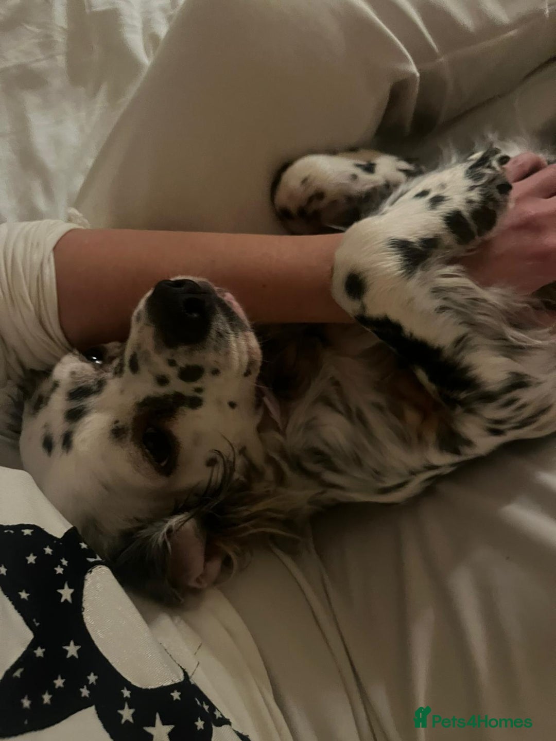 English Setter dogs for adoption: Ruby and Ellie - 2.5 years old | Female Setters - Image 21