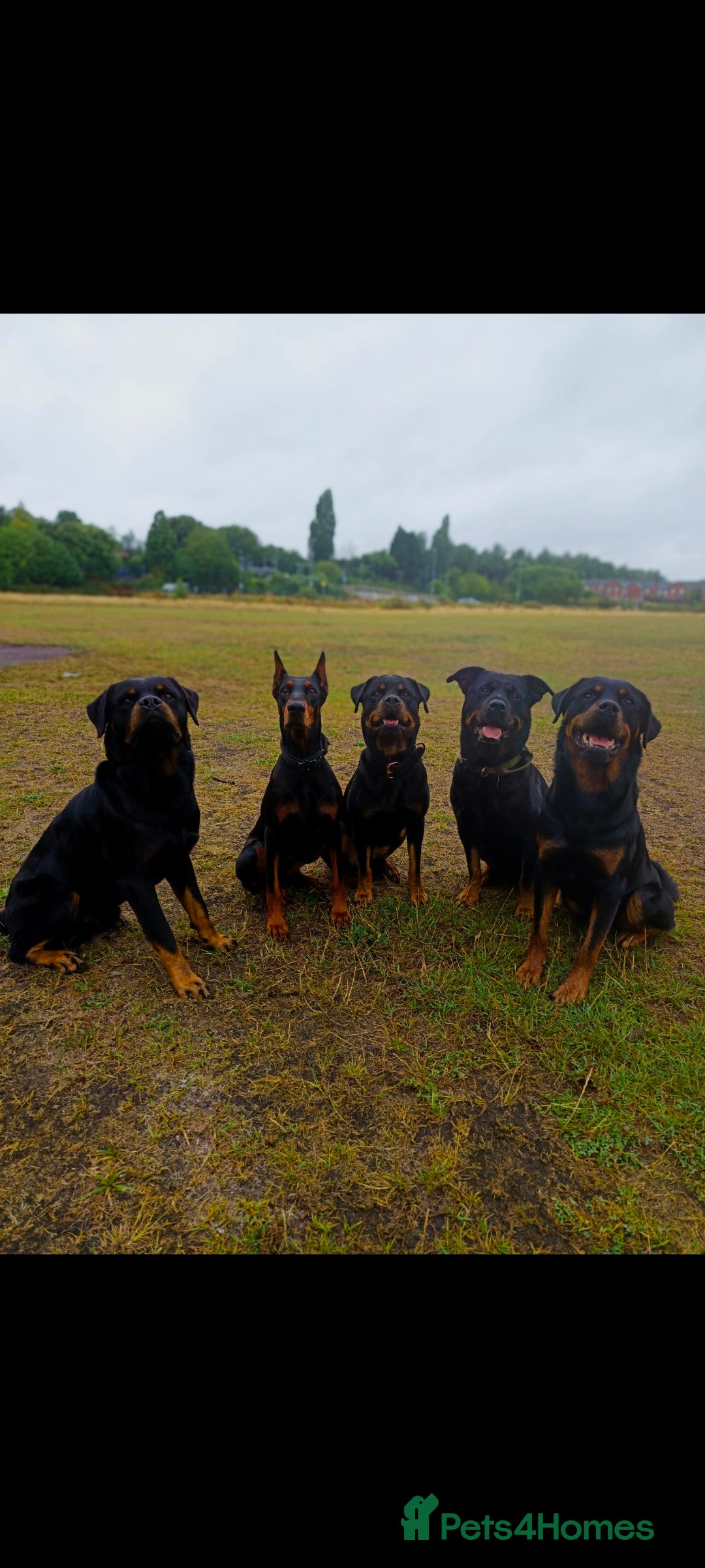 Rottweiler dogs for sale: 2 Beautiful Chunky Rottie pups - Advert 5
