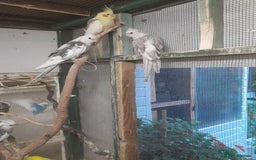 Cockatiels birds for sale:  cockatiels for sale  - Image 2