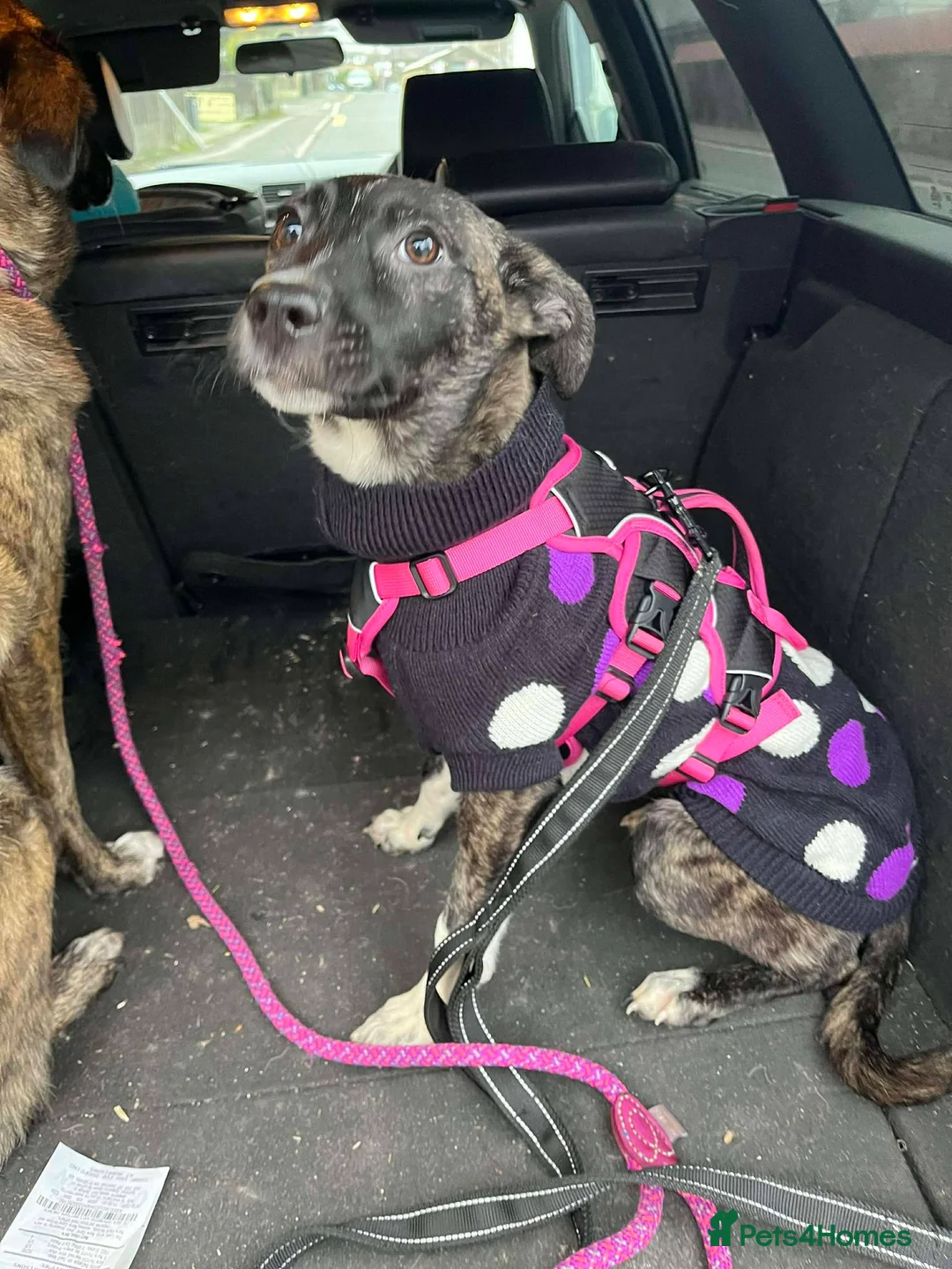 Mixed Breed dogs for adoption: Trusty Tonks - Advert 3