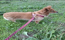 Chihuahua dogs for adoption: FOR ADOPTION - LOLA - SOUTHAMPTON  - Image 2
