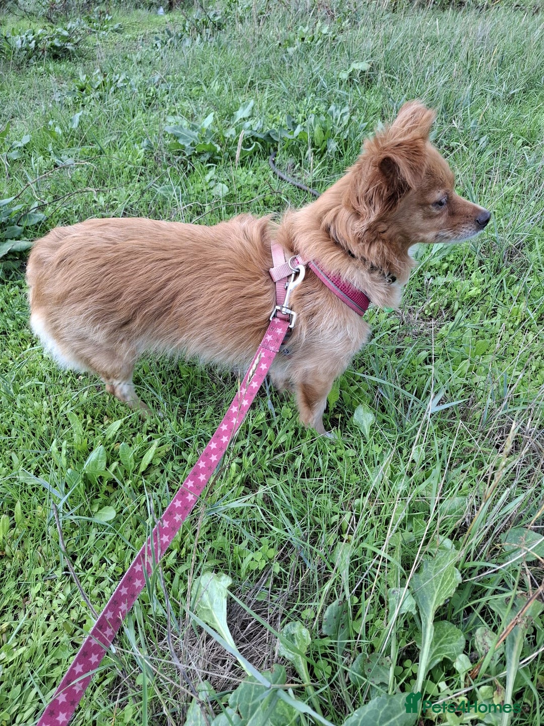 Chihuahua dogs for adoption: FOR ADOPTION - LOLA - SOUTHAMPTON  - Image 2