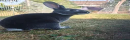 Rex rabbits for sale: Mini Rex Rabbits  - Advert 22