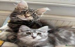Maine Coon cats for sale: Maine coon - Image 20