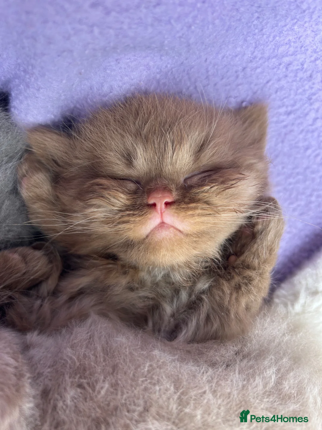 British Longhair cats for sale: Chunky BLH Chocolate Boy - Advert 1