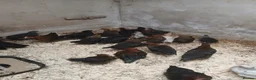 Hens poultry for sale: 1-12 weeks old Black Marren Hens Chicks Cockerals  - Advert 3