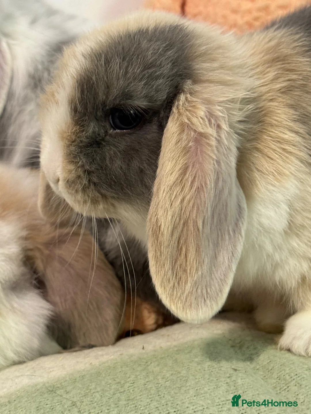 Mini Lop rabbits for sale: Gorgeous mini lop & lion lop babies (vaccinated)  in Llandysul - Advert 17
