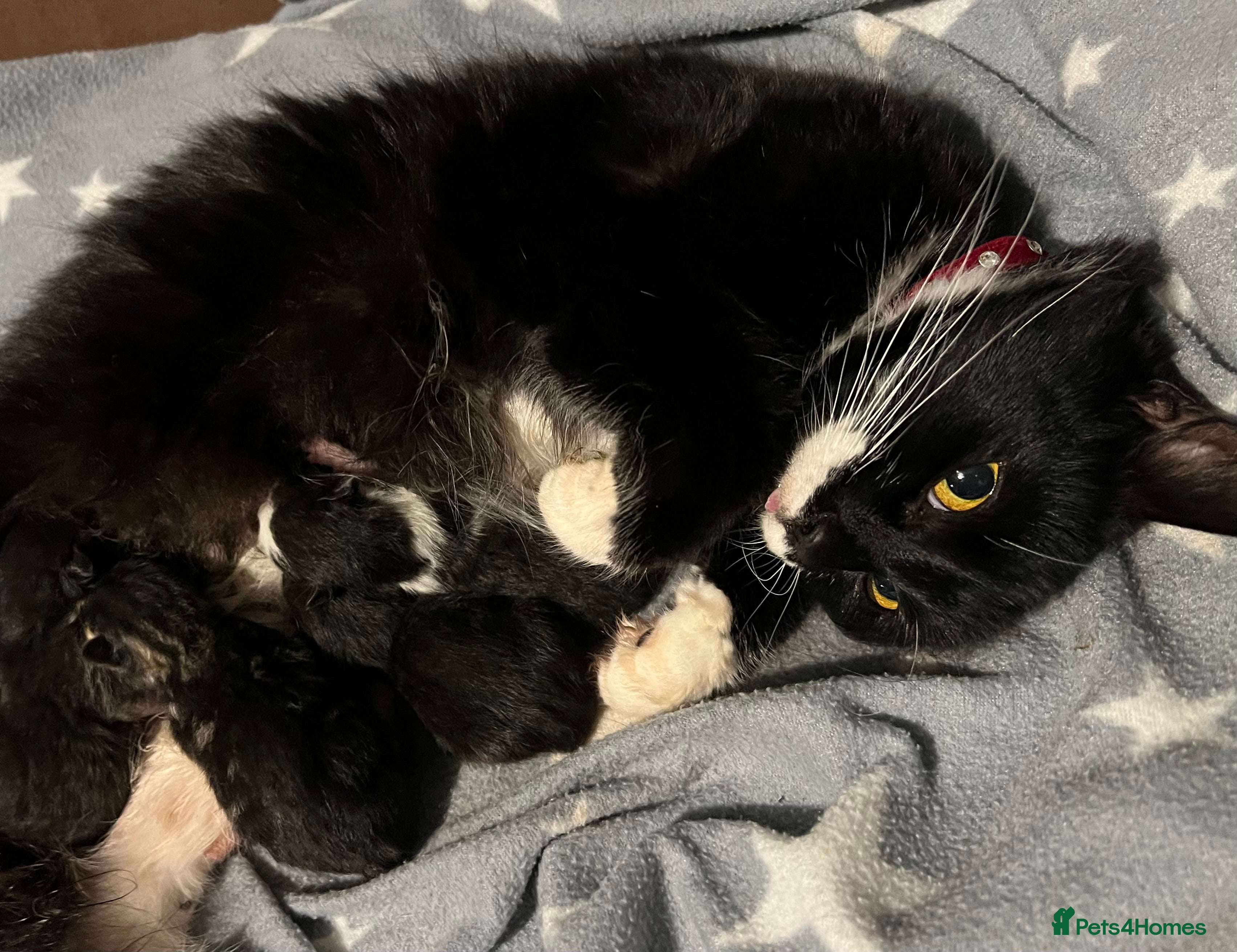 Mixed Breed cats Kittens - Advert 2