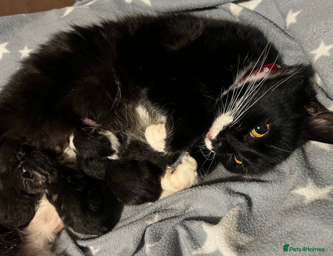 Mixed Breed cats for sale: Kittens - Advert 1