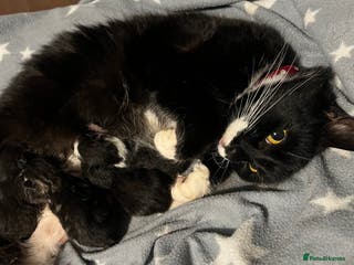 Mixed Breed cats Kittens - Advert 2