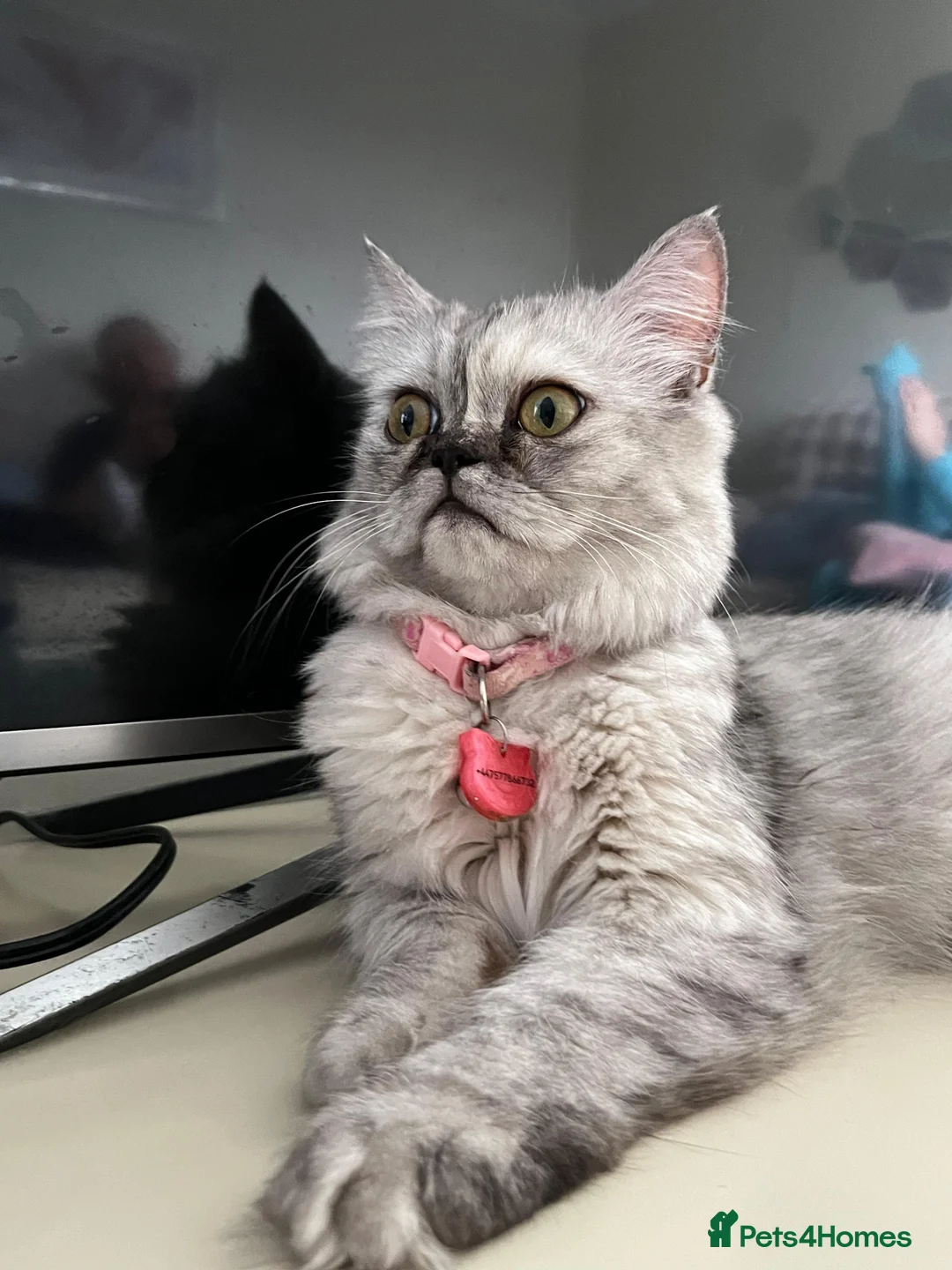 Persian cats for sale:  Beautiful White and grey Persian female cat - Advert 2