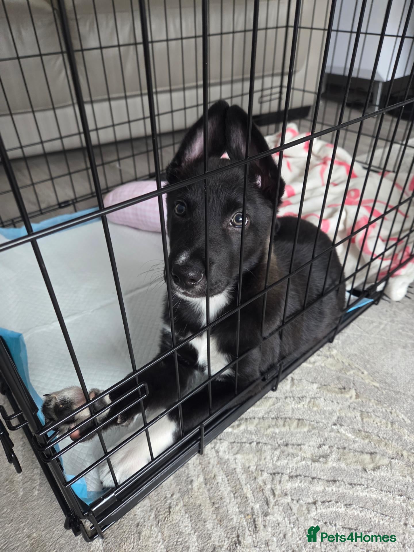 Mixed Breed dogs Boarder Collie - Belgian Malinnois Puppy for Sale - Advert 16