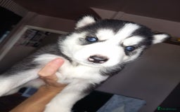 Siberian Husky dogs for sale: Husky  - Image 11