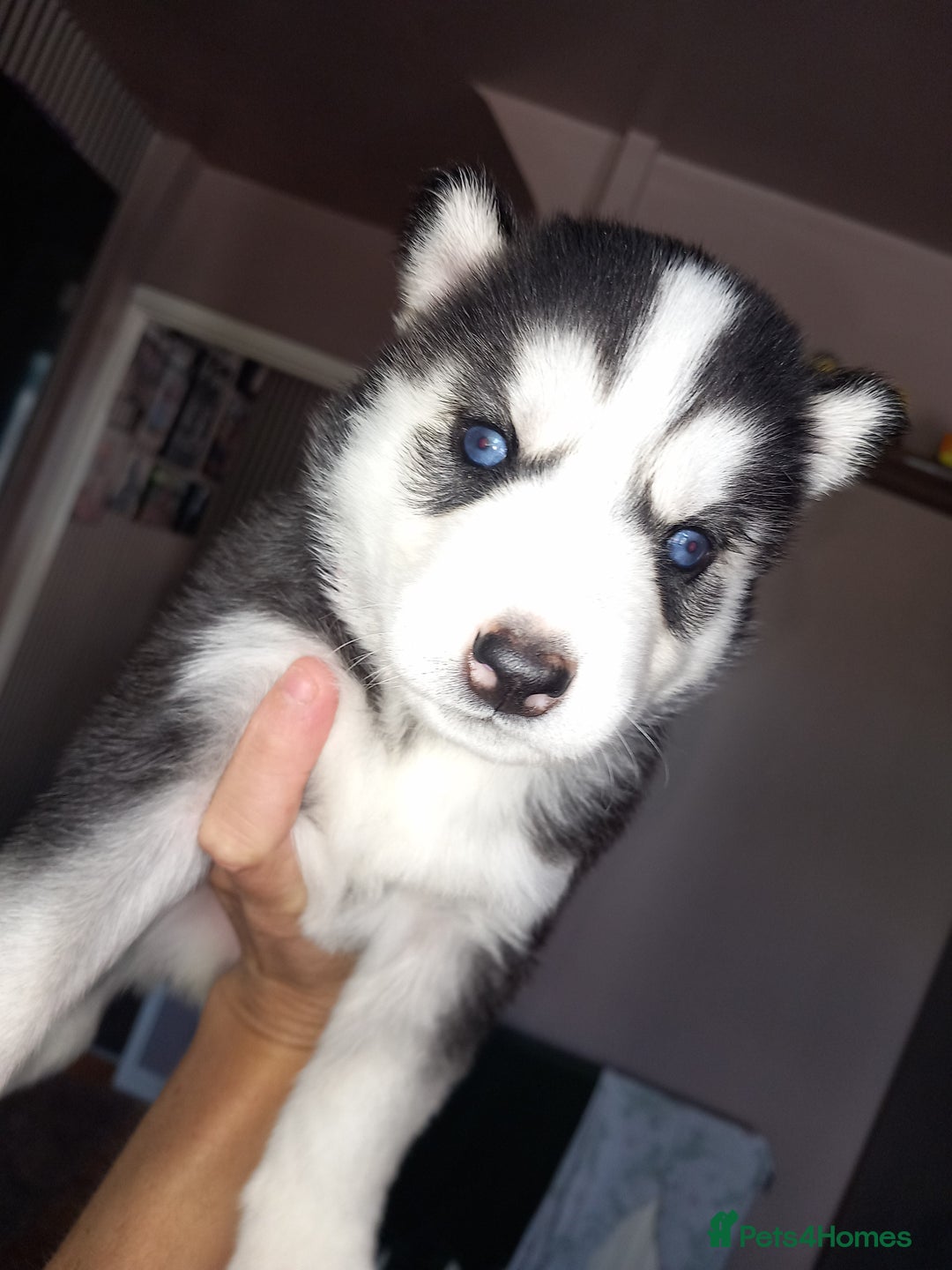 Siberian Husky dogs for sale: Husky  - Image 11