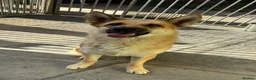 Saarloos Wolfdog dogs for sale: Stunning Low Content Wolfdog  - Advert 15